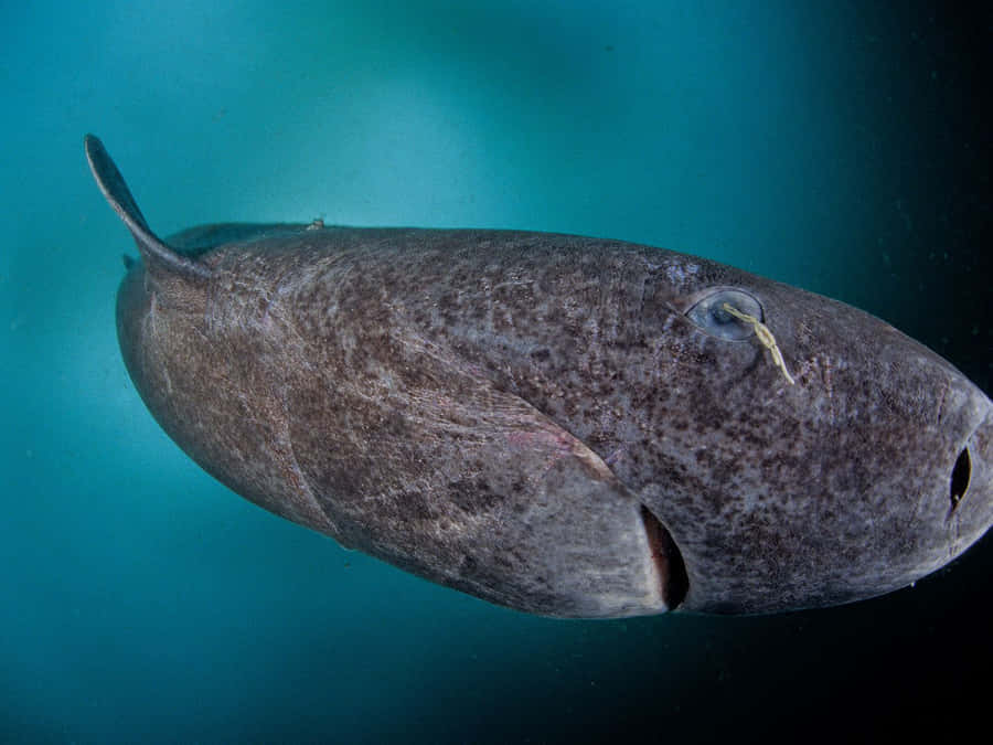 Requin Du Groenland Fond d'écran