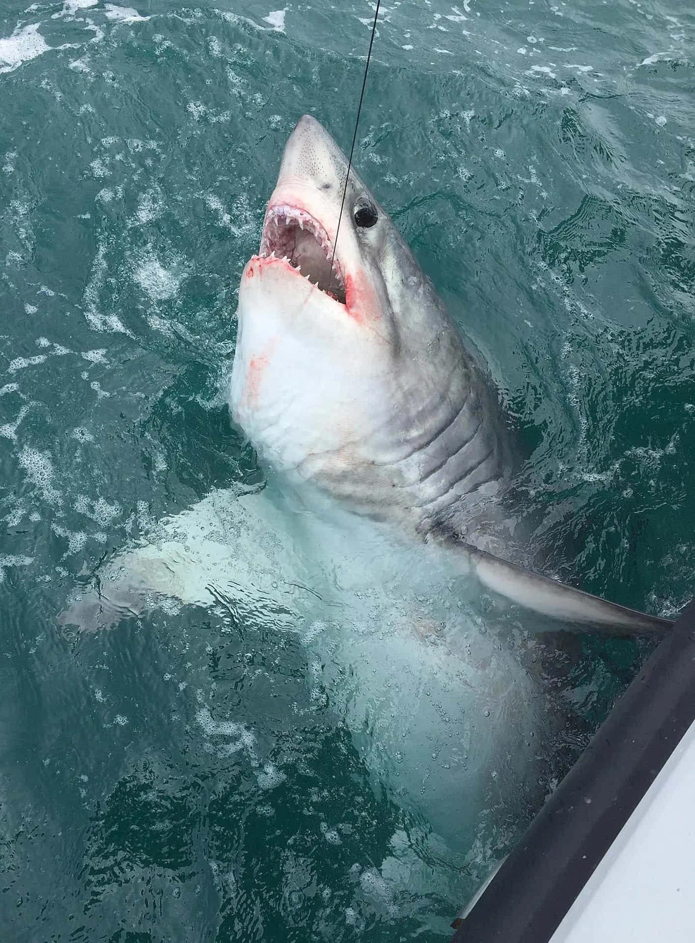 Requin Porbeagle Fond d'écran