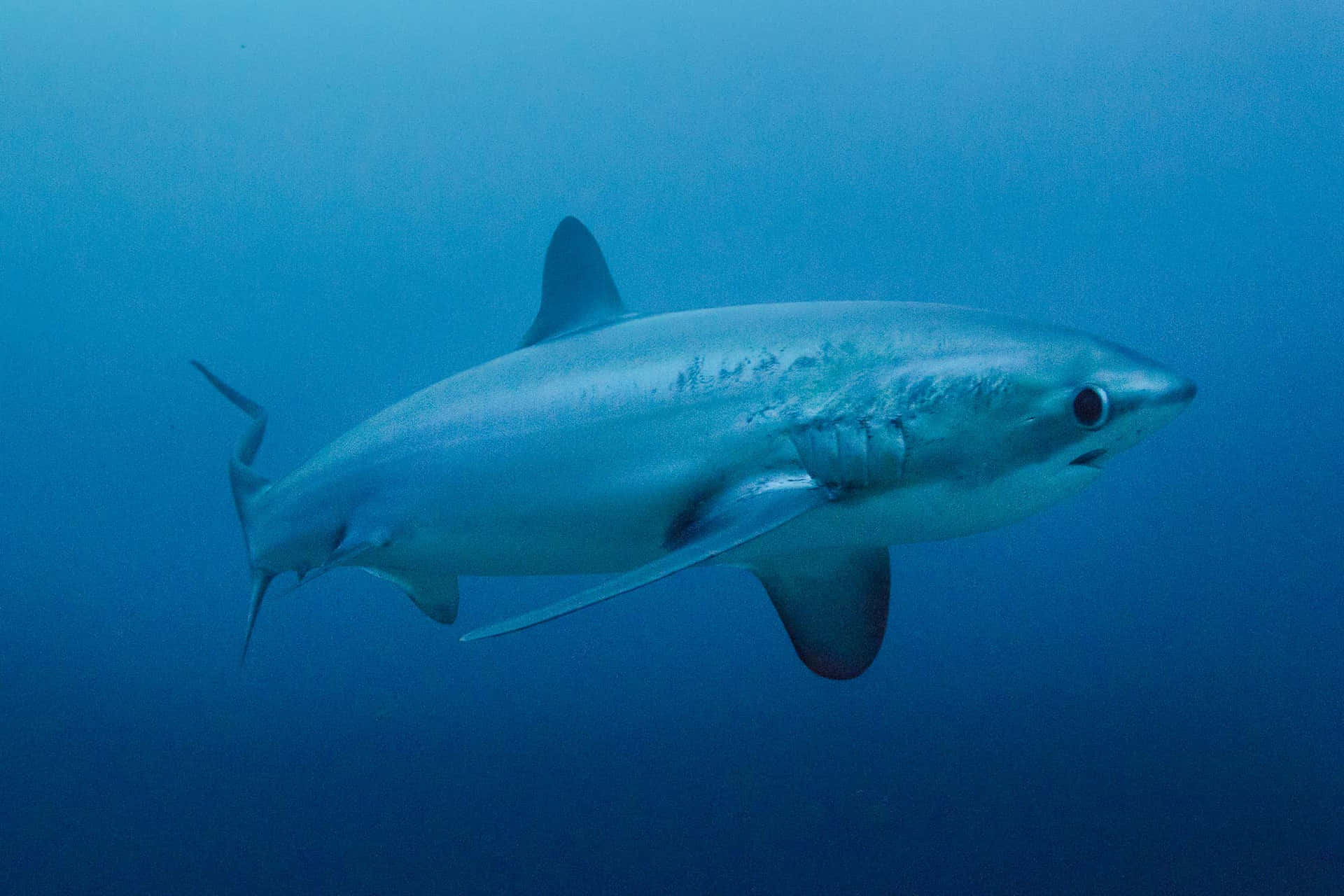 Requin Thresher Fond d'écran