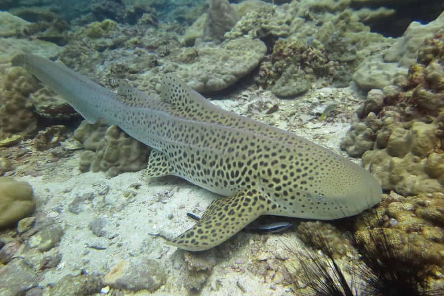 Requin Zèbre Fond d'écran