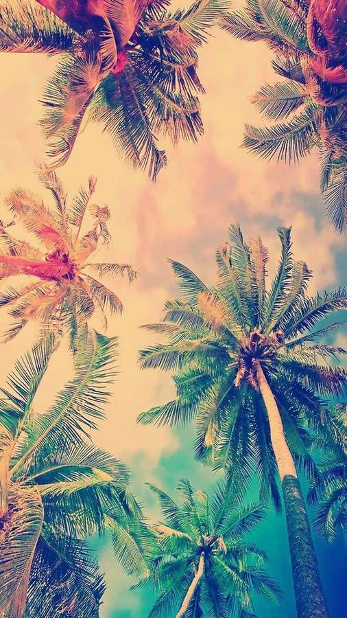 Tropical palm trees reaching toward a colorful sunset sky. — Retro Miami Wallpaper