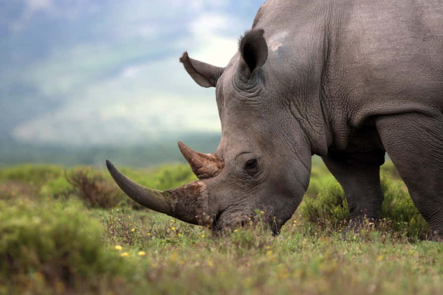 Rhino Pictures Wallpaper