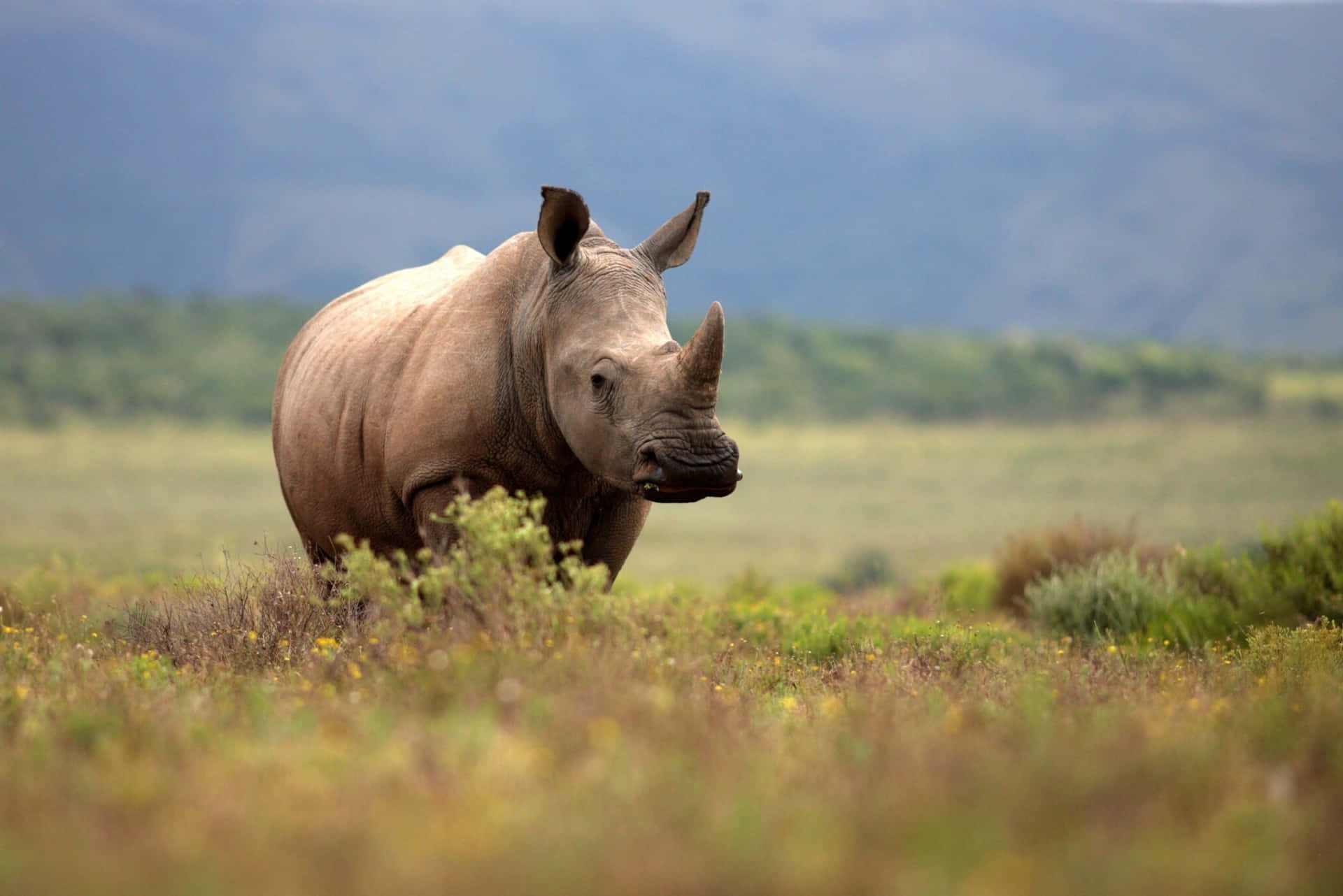 Rhinocéros Blanc Fond d'écran