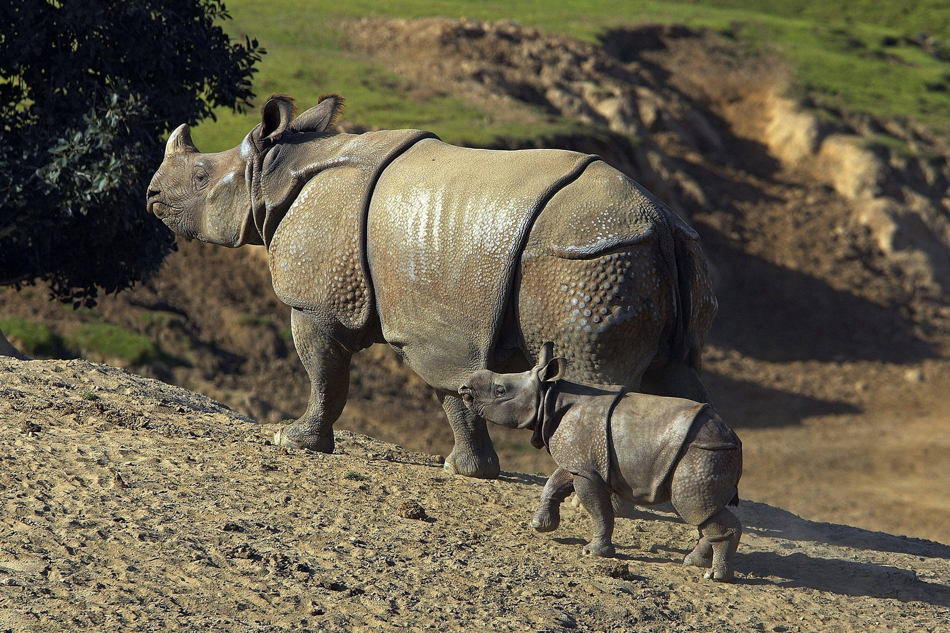 Rhinocéros Fond d'écran