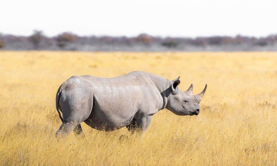 Rhinoceros Pictures Wallpaper