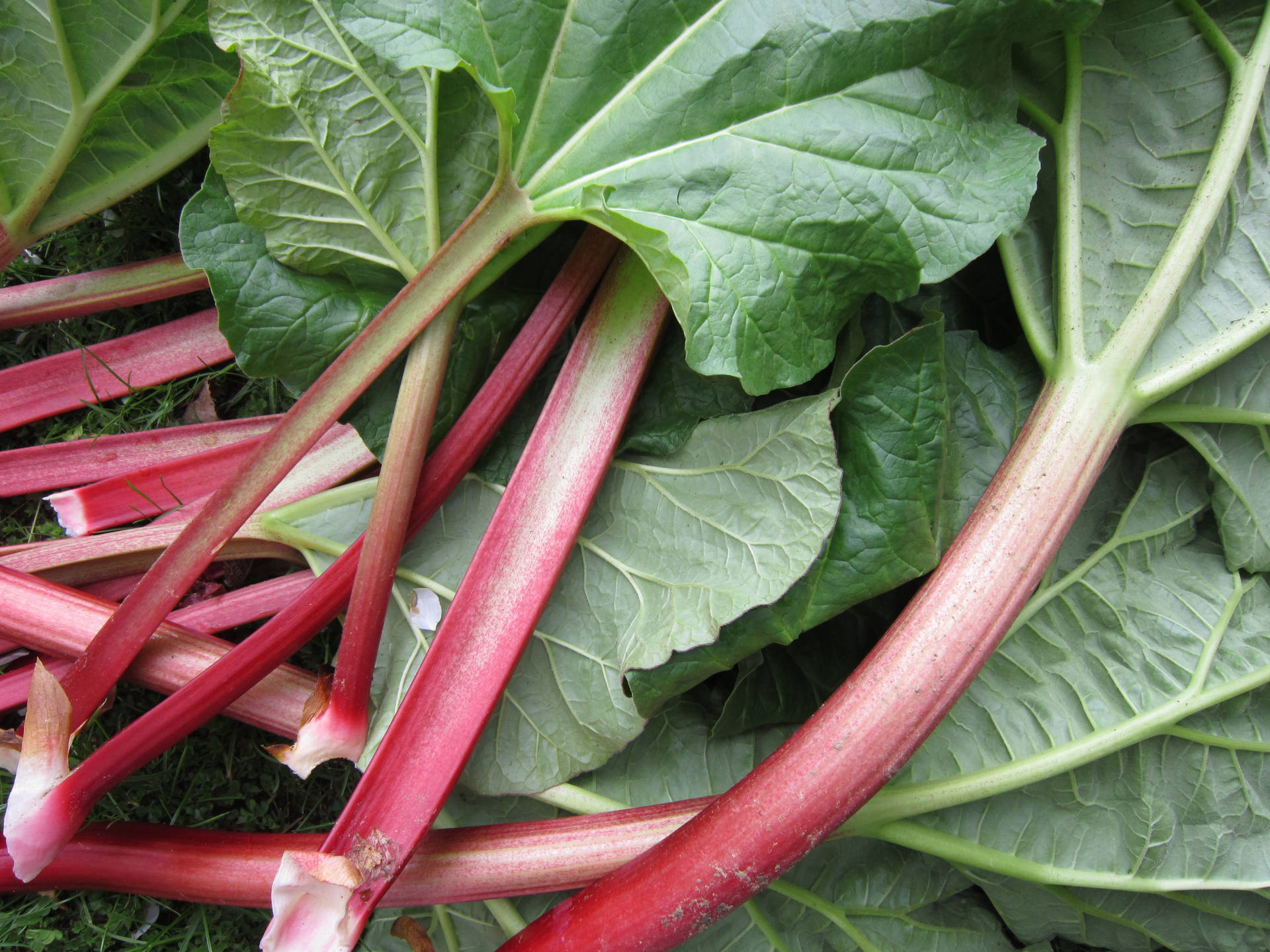 Rhubarb Pictures Wallpaper