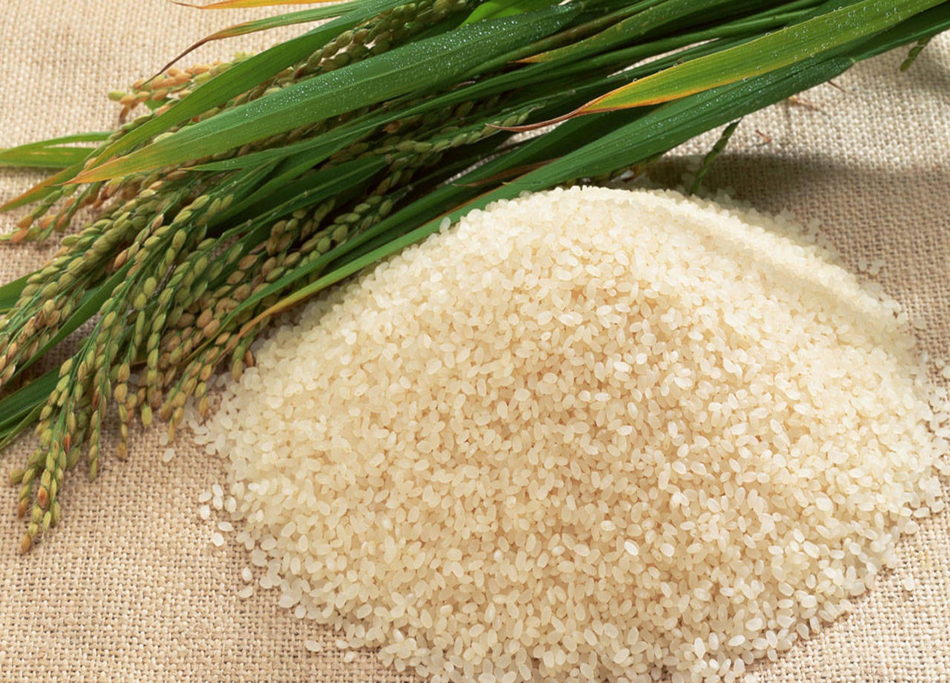 Rice Pictures Wallpaper