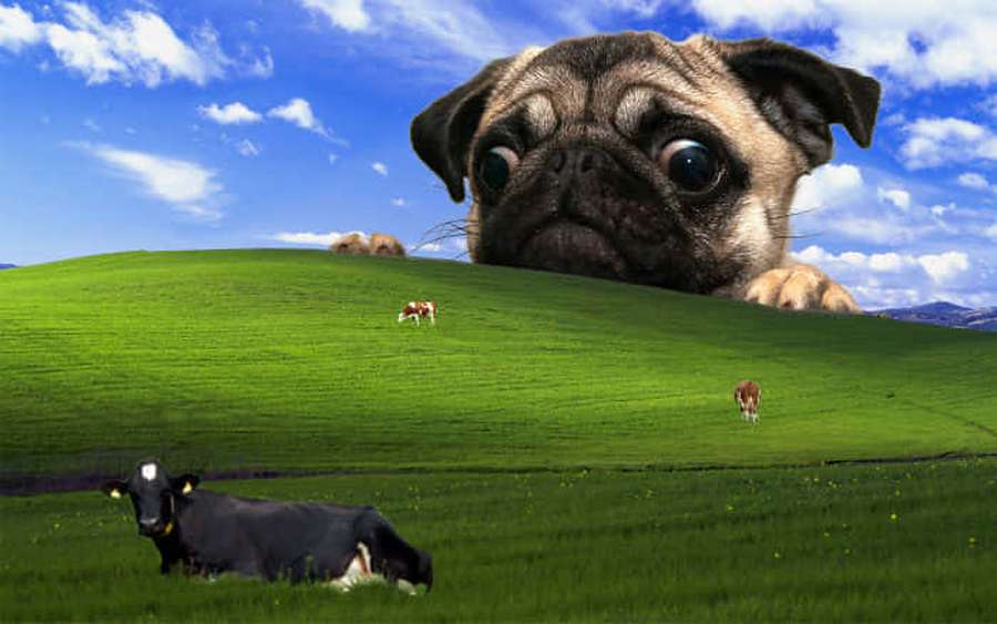 A giant pug looks over a green hill where cows are grazing under a blue sky. — Ridiculous Wallpaper