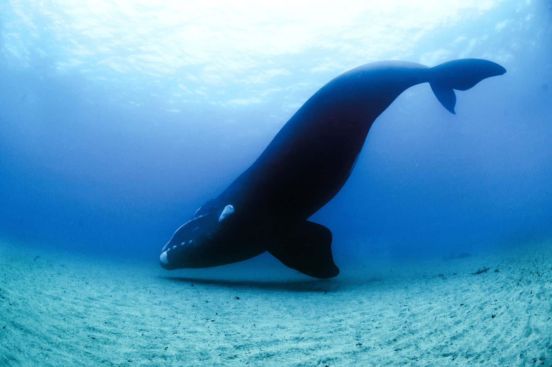 Right Whale Wallpaper
