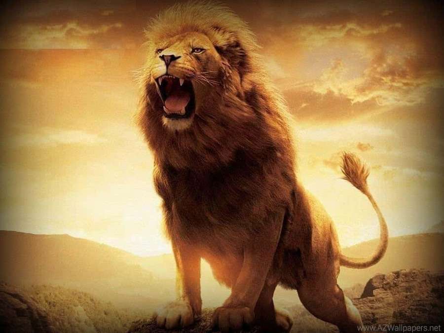 A lion roars on a rock during sunset with golden light. — Roaring Lion Background