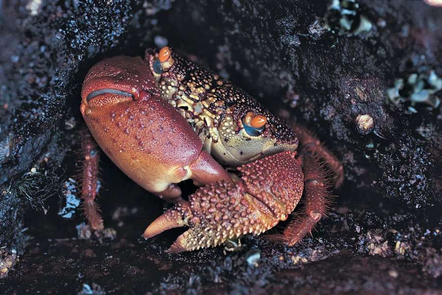 En rød krabbe med orange øjne gemmer sig i mørke våde klipper. — Rock Crab Wallpapers