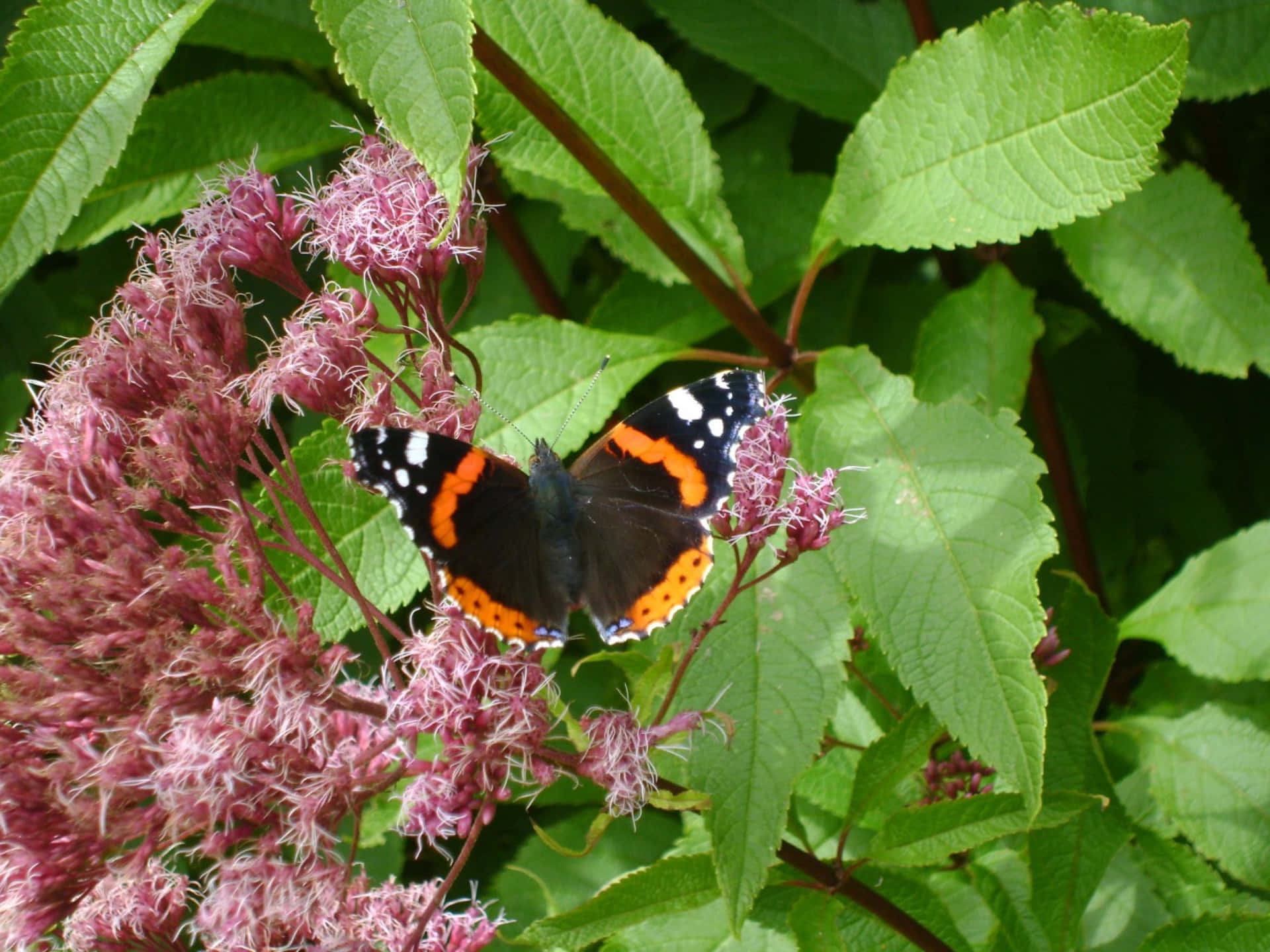 Rode Admiraal Vlinder Achtergrond