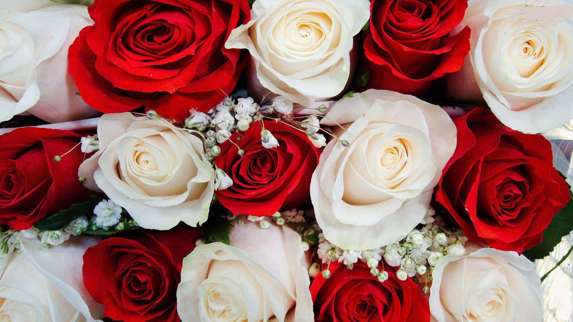 Røde Og Hvide Roser Wallpaper