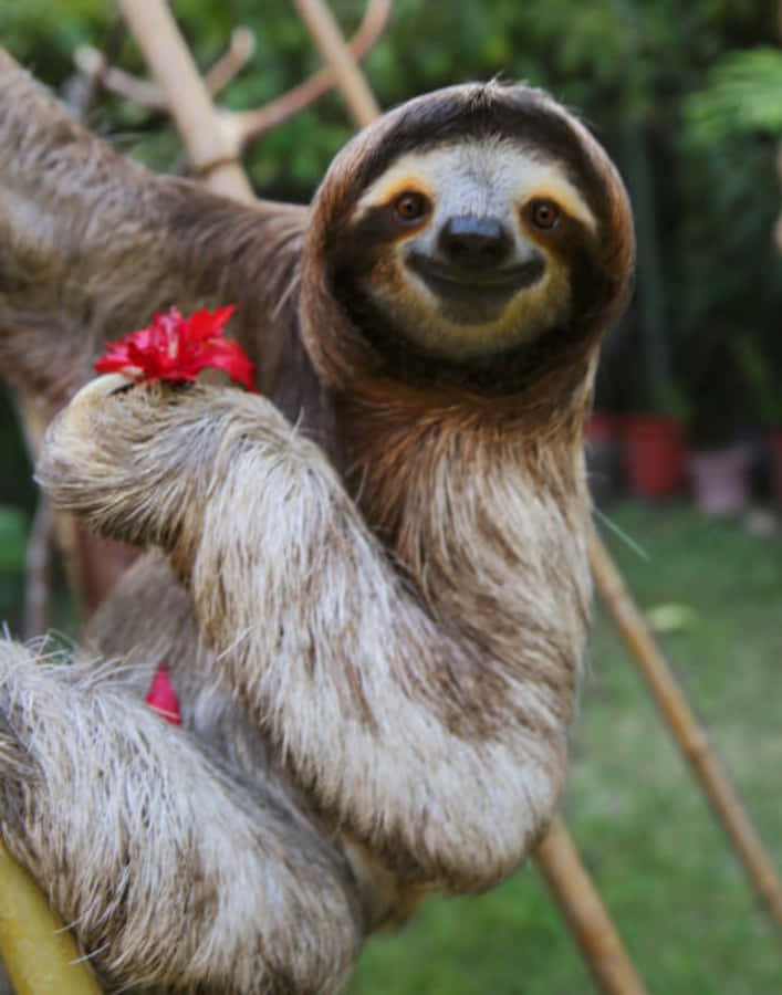 Roliga Sloth Pictures