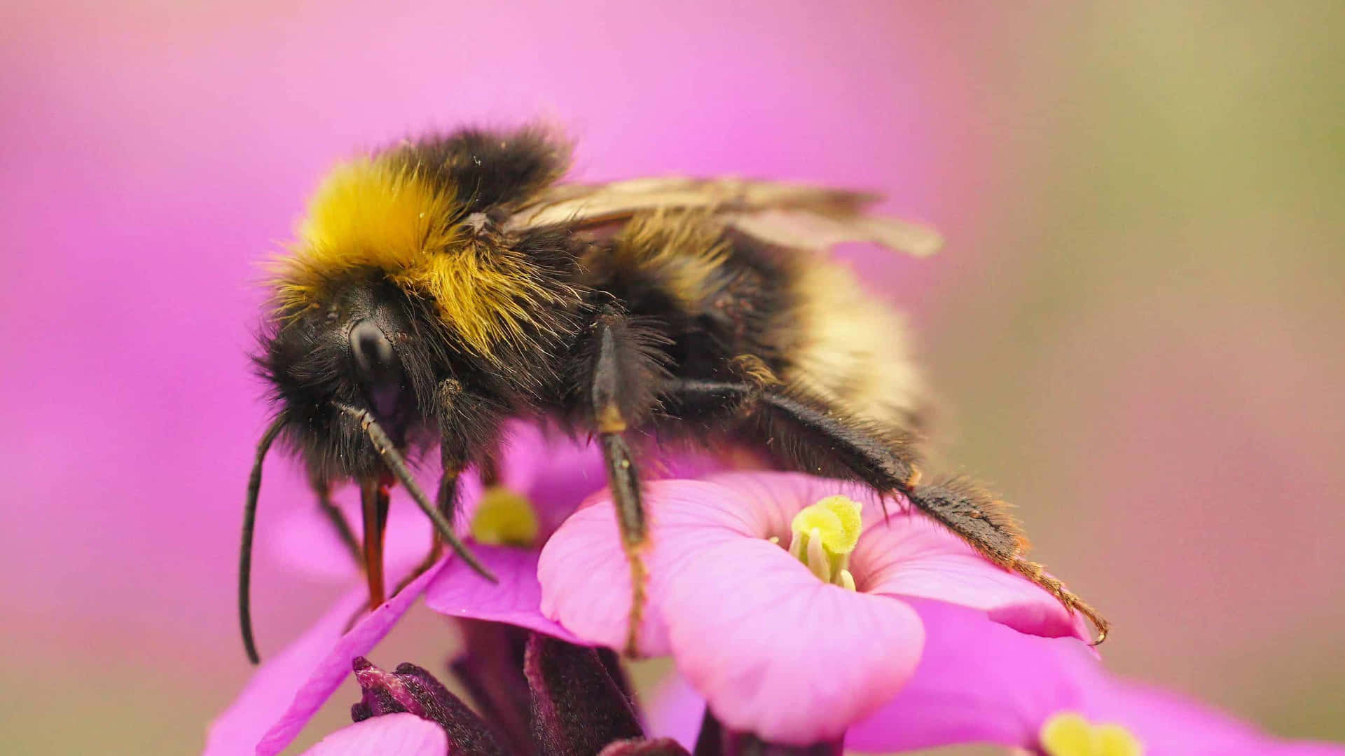 Roodstaart Hommel Achtergrond