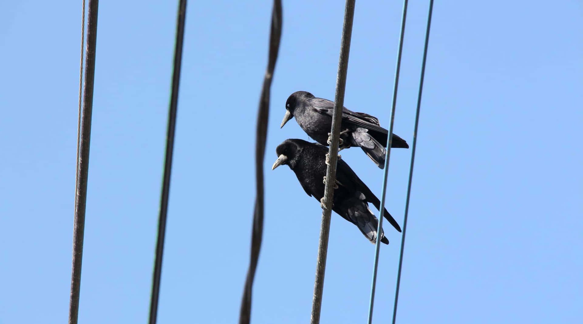 Rookvogel Achtergrond