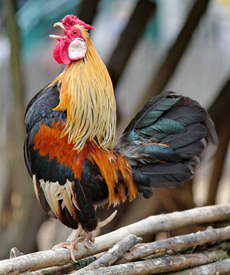 A colorful rooster perched on branches, crowing with a bright red comb. — Rooster Background