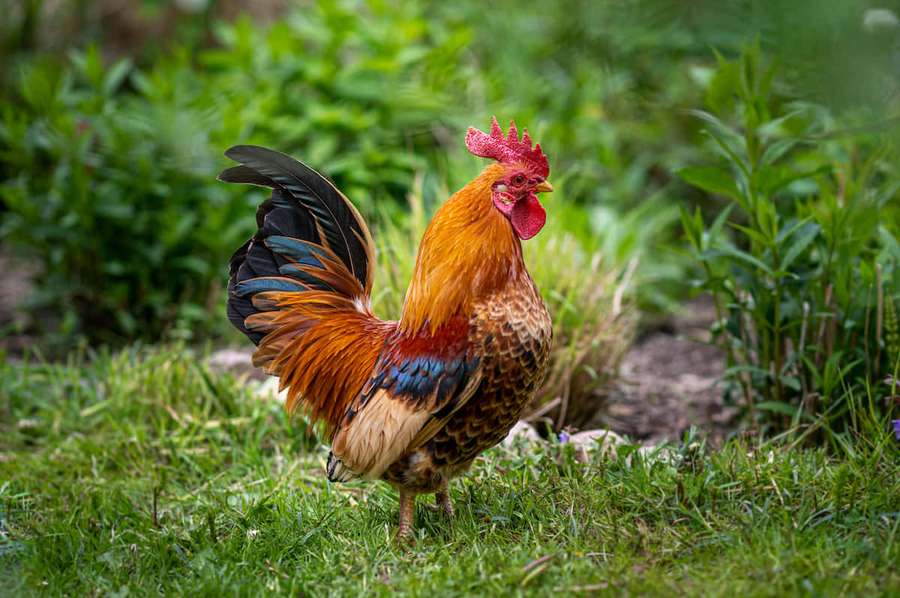 A colorful rooster standing in a grassy field with green plants in the background. — Rooster Picture
