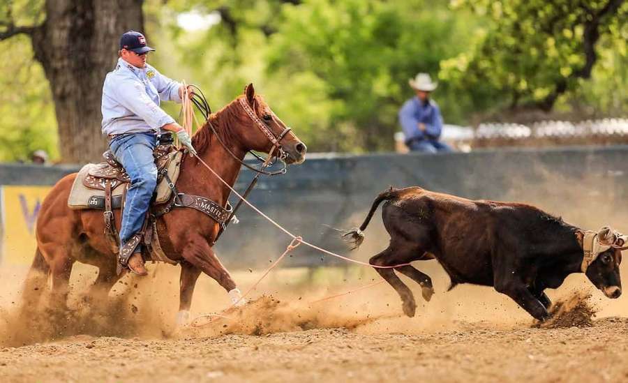 Cowboy on horse chasing calf in rodeo arena kicking up dust. — Roping Picture