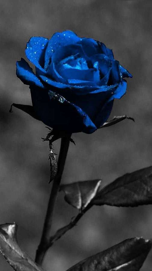 Una llamativa rosa azul con gotas de agua en sus pétalos sobre un fondo en escala de grises. — Rosa Fondos de pantalla