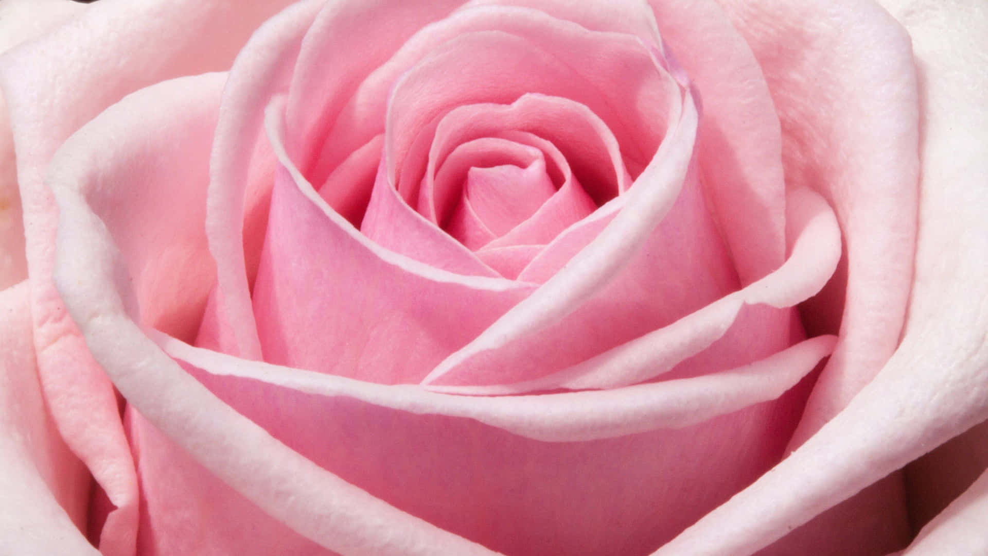 Rosa Floral Bakgrund
