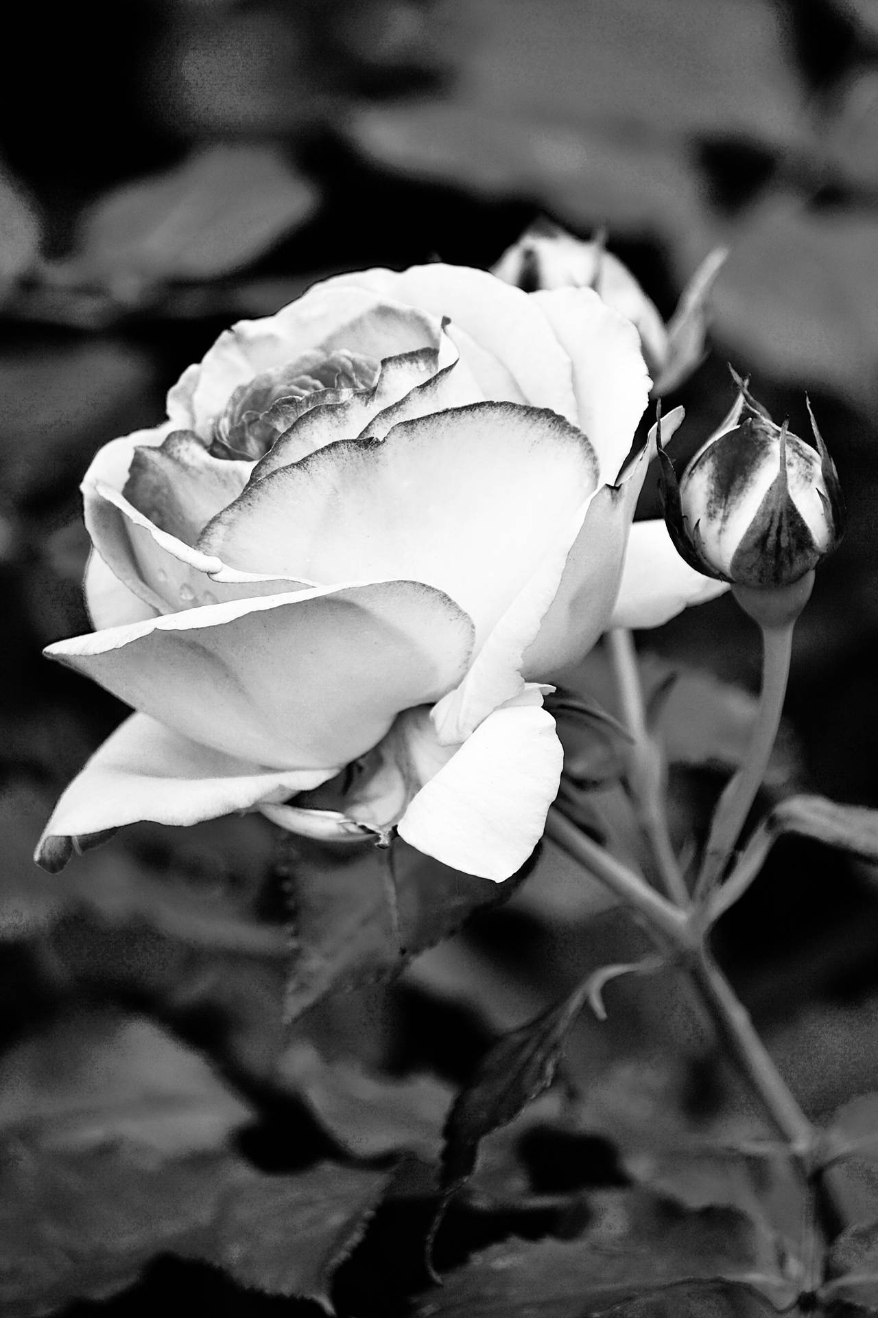Rosa In Bianco E Nero Sfondo