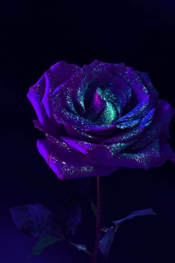 Una rosa púrpura y verde azulado brillante que resplandece en la oscuridad. — Rosa morada Fondos de pantalla