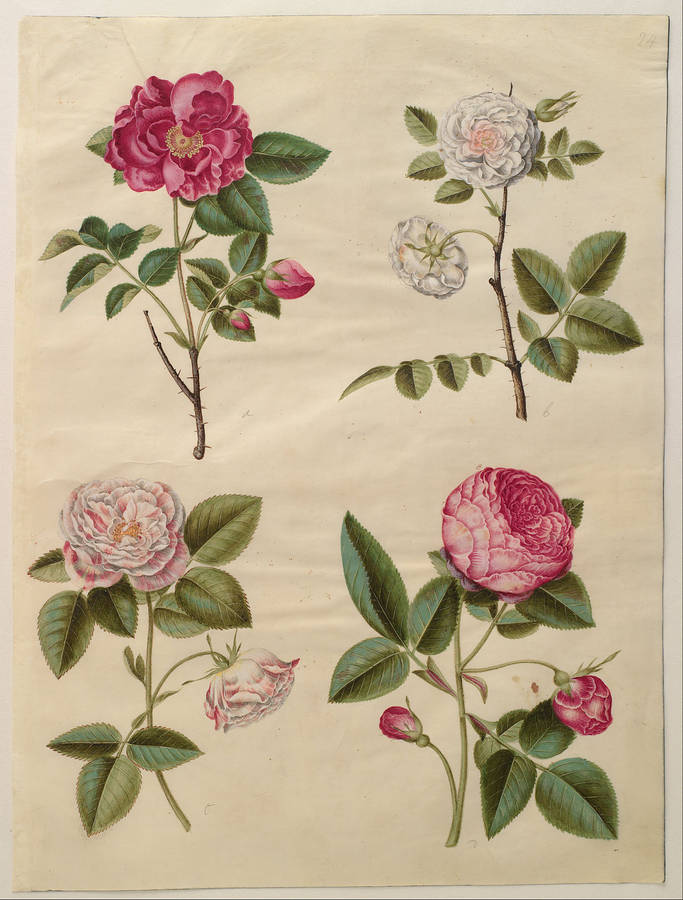 Rosa Romantica Sfondo