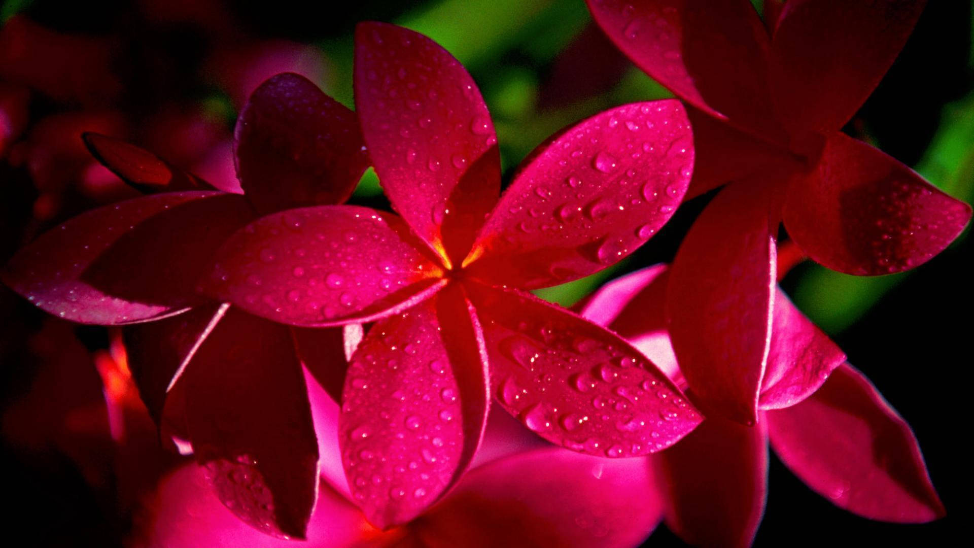 Rosafarbener Blumen-hintergrundbilder