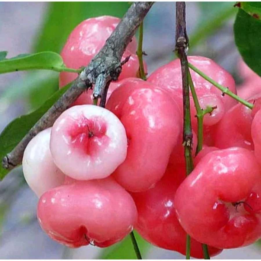 Terttu kypsiä vaaleanpunaisia ruusuomenia puun oksalla vihreiden lehtien kanssa. — Rose Apple Taustakuvat