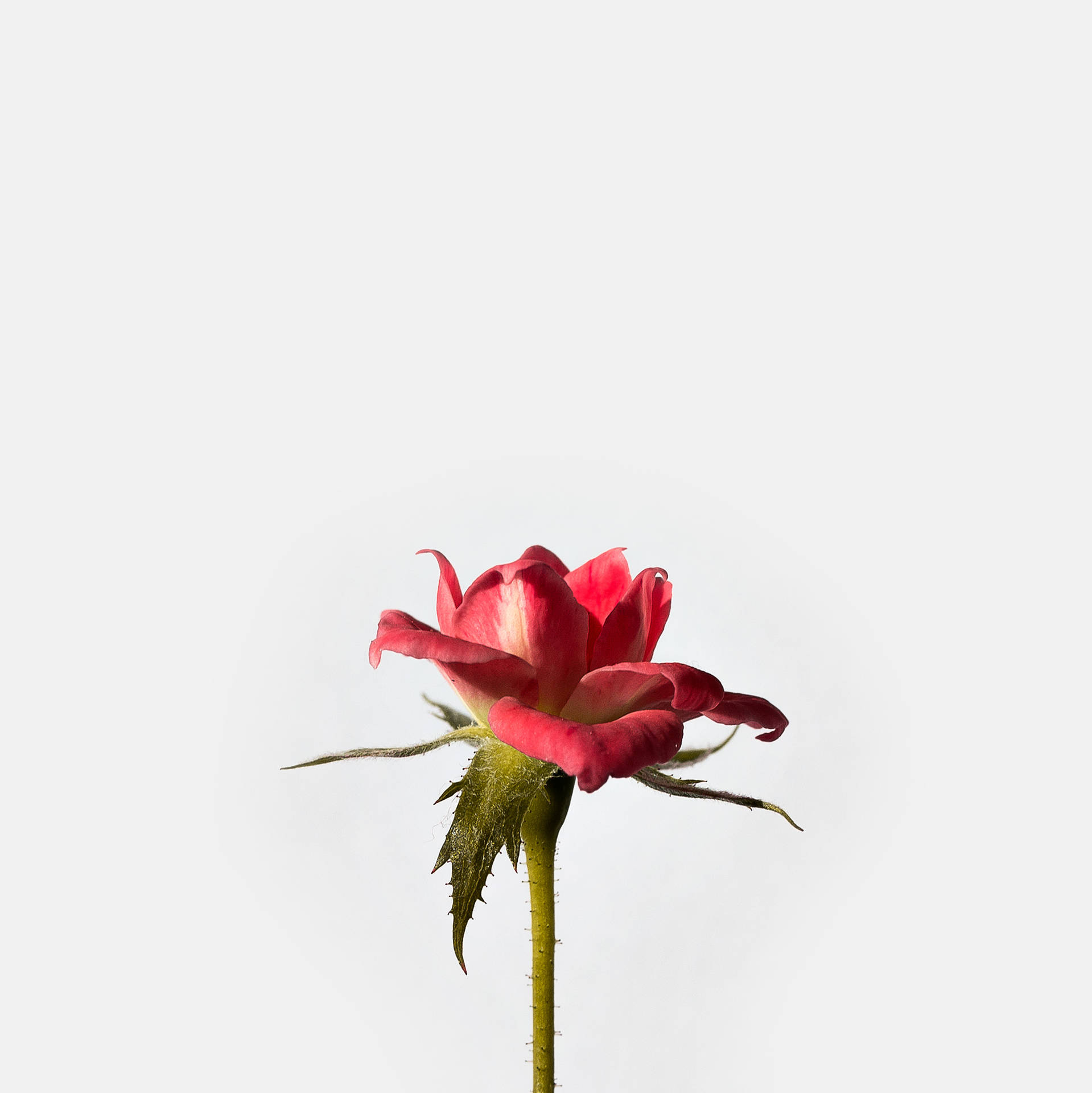 Rose Blomst Wallpaper