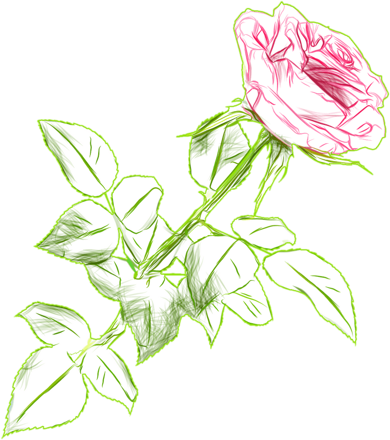 Rose Drawing Png