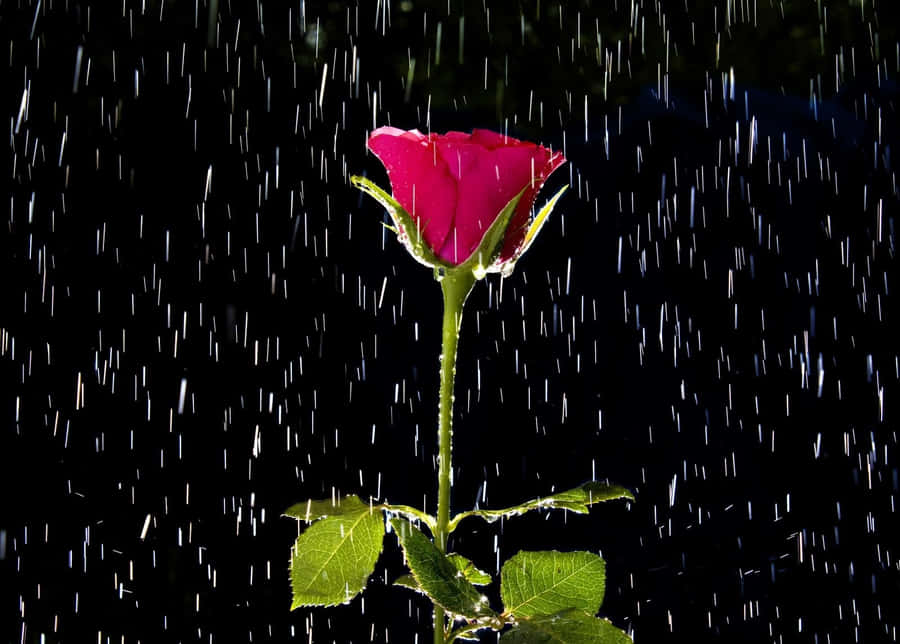 Rose In Rain Wallpaper