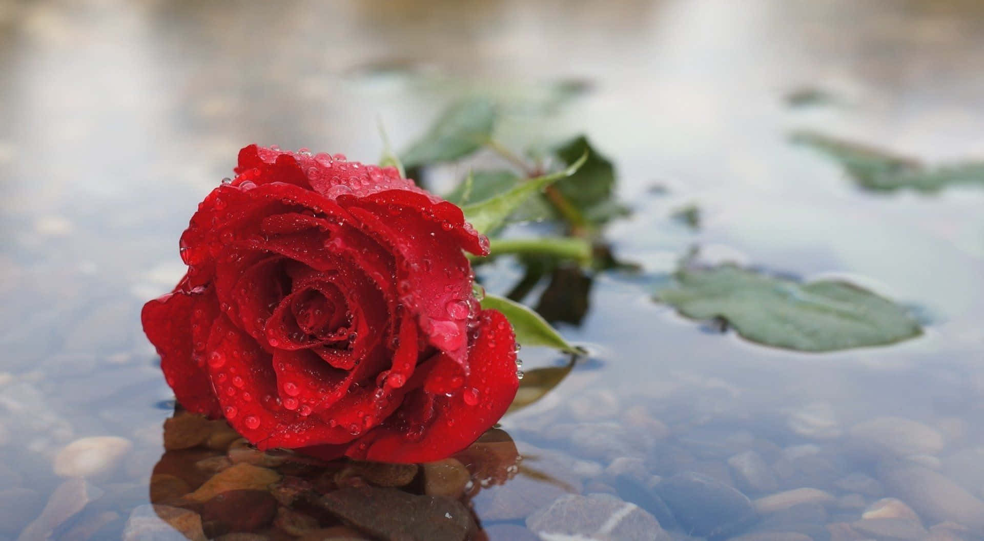 Rose In Rain Taustakuva