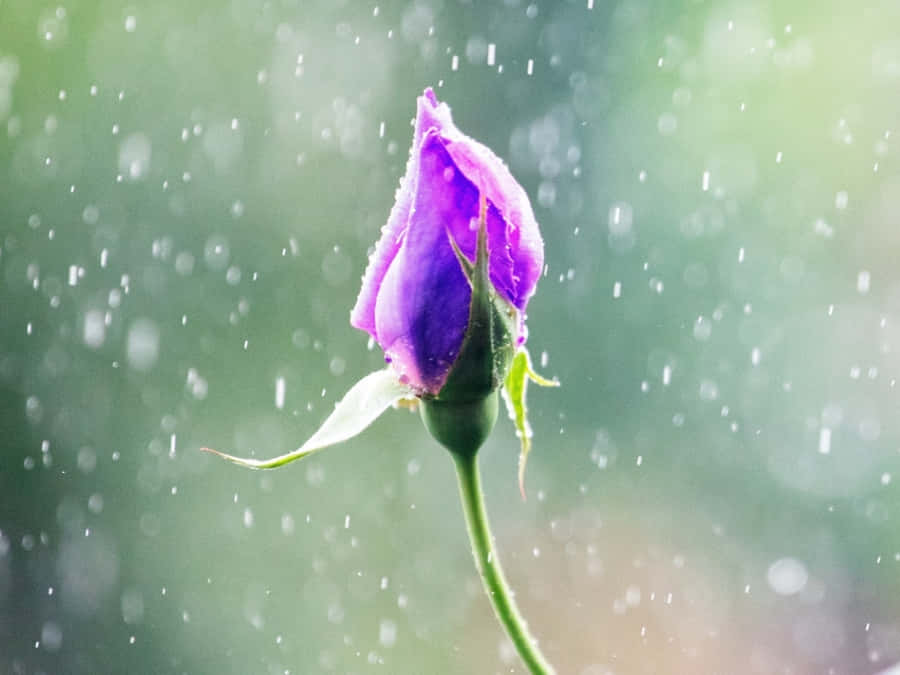 Rose In Rain Wallpaper