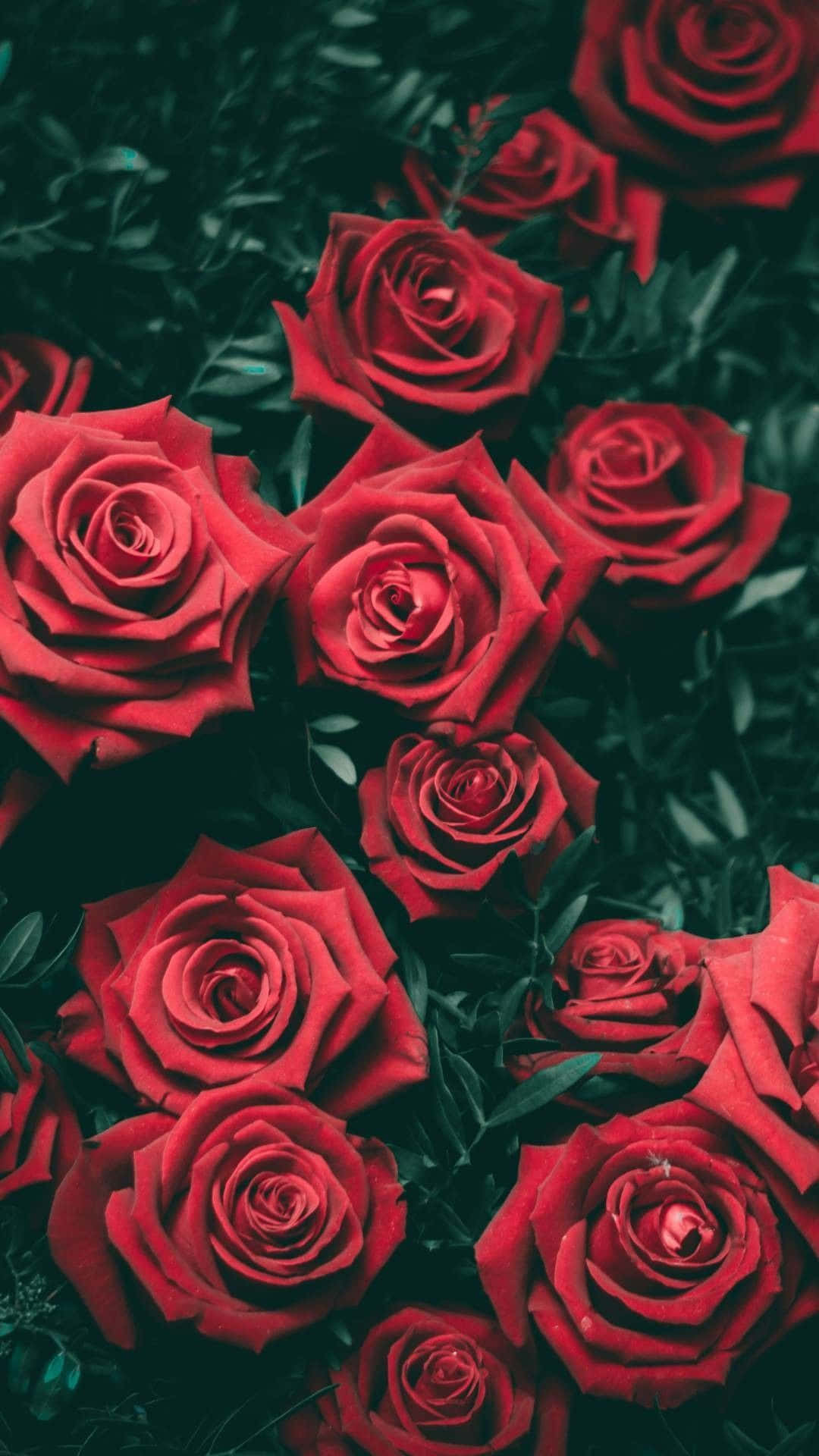 A dense cluster of vivid red roses with dark green leaves in a lush garden setting. — Rose Mobile Wallpaper