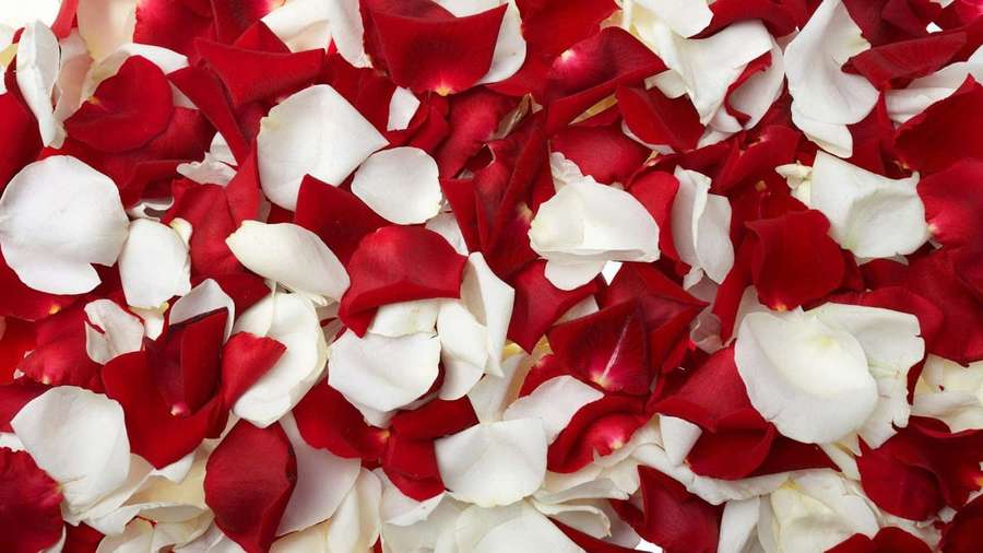 A close-up of red and white rose petals forming a romantic floral pattern. — Rose Petal Wallpaper
