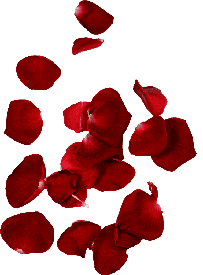 [100+] Rose Petals Png Images | Wallpapers.com