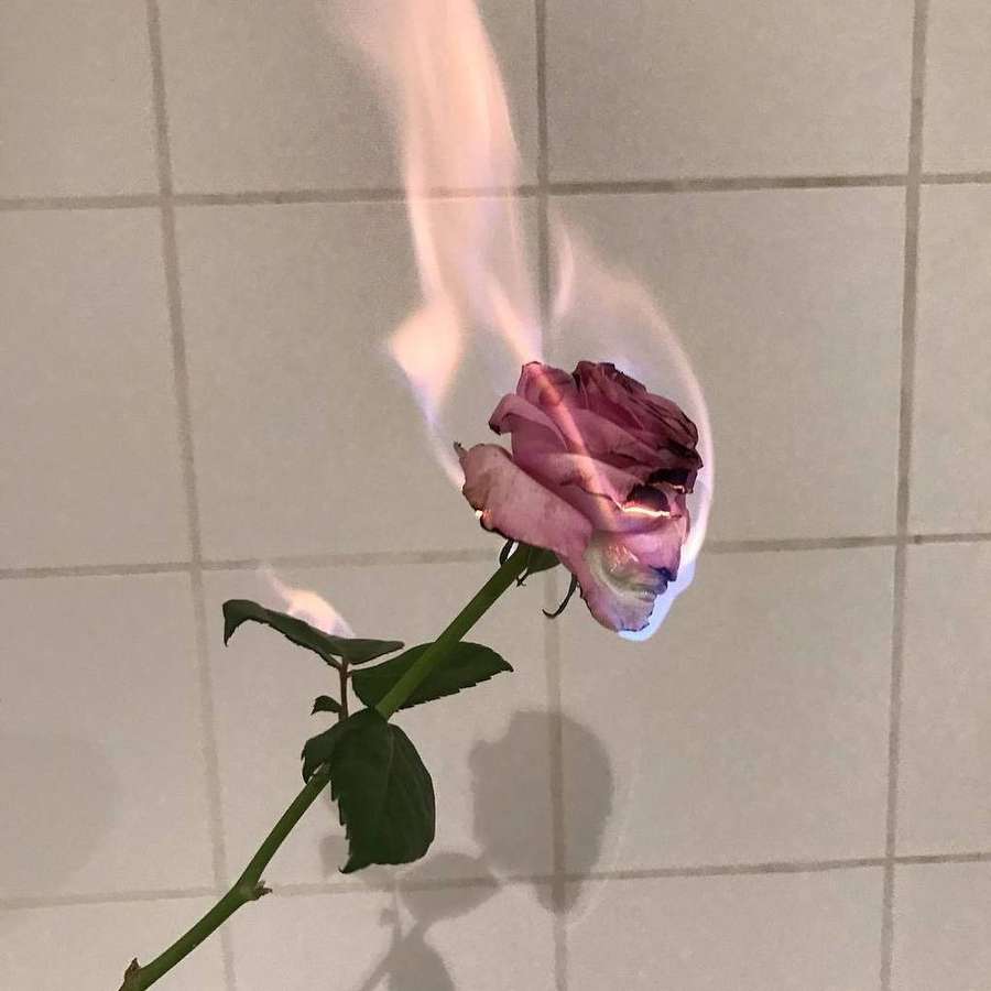 Eine rosa Rose in Flammen vor einer gefliesten Wand mit einem Schatten. — Roségold Wallpaper