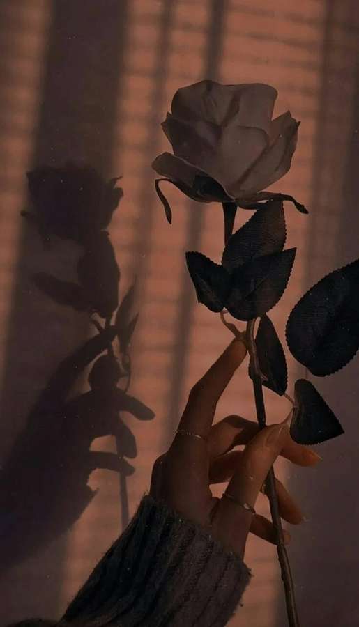 Hand, die eine dunkle Rose hält, mit Schattenwurf an der Wand durch Fensterlicht — Rosenästhetik Wallpaper