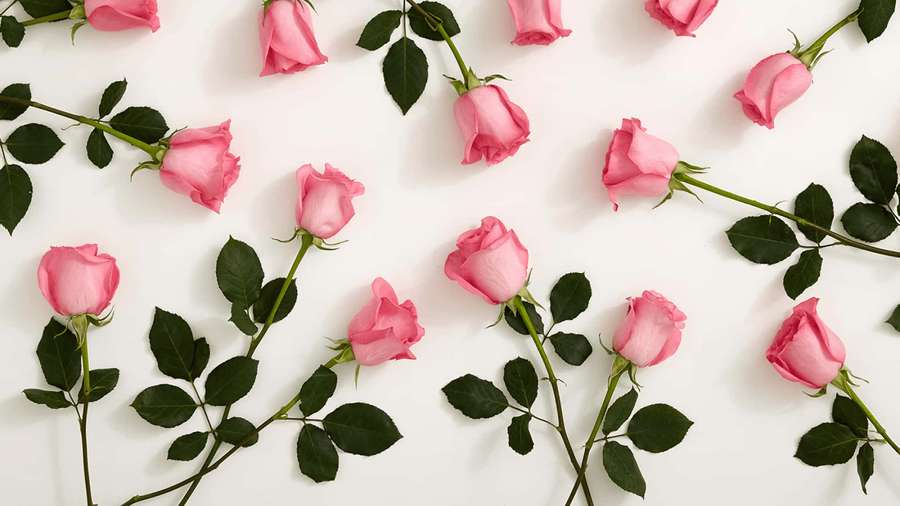 Pink roses with green stems and leaves arranged on a white background. — Roses Background