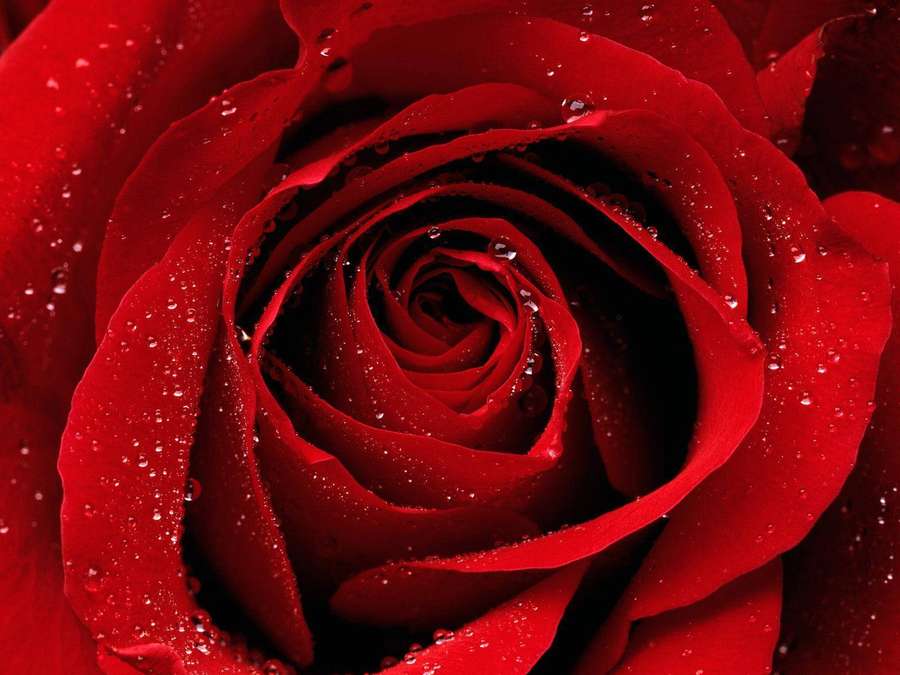 A red rose with water droplets on its petals. — Roses Desktop Background