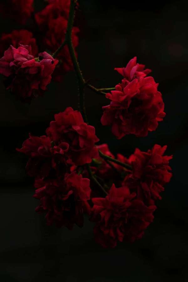 Büschel tiefroter Rosen, die sanft vor einem dunklen Hintergrund leuchten. — Rote Rosenästhetik Wallpaper