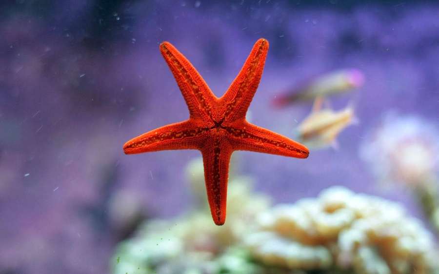 Ein heller orangefarbener Seestern, der im Wasser nahe Korallen und schwimmenden Fischen schwebt. — Roter Stern Wallpaper