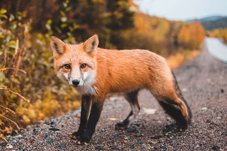 Rotfuchs steht auf Schotterstraße im Herbstwald — Rotfuchs Wallpaper