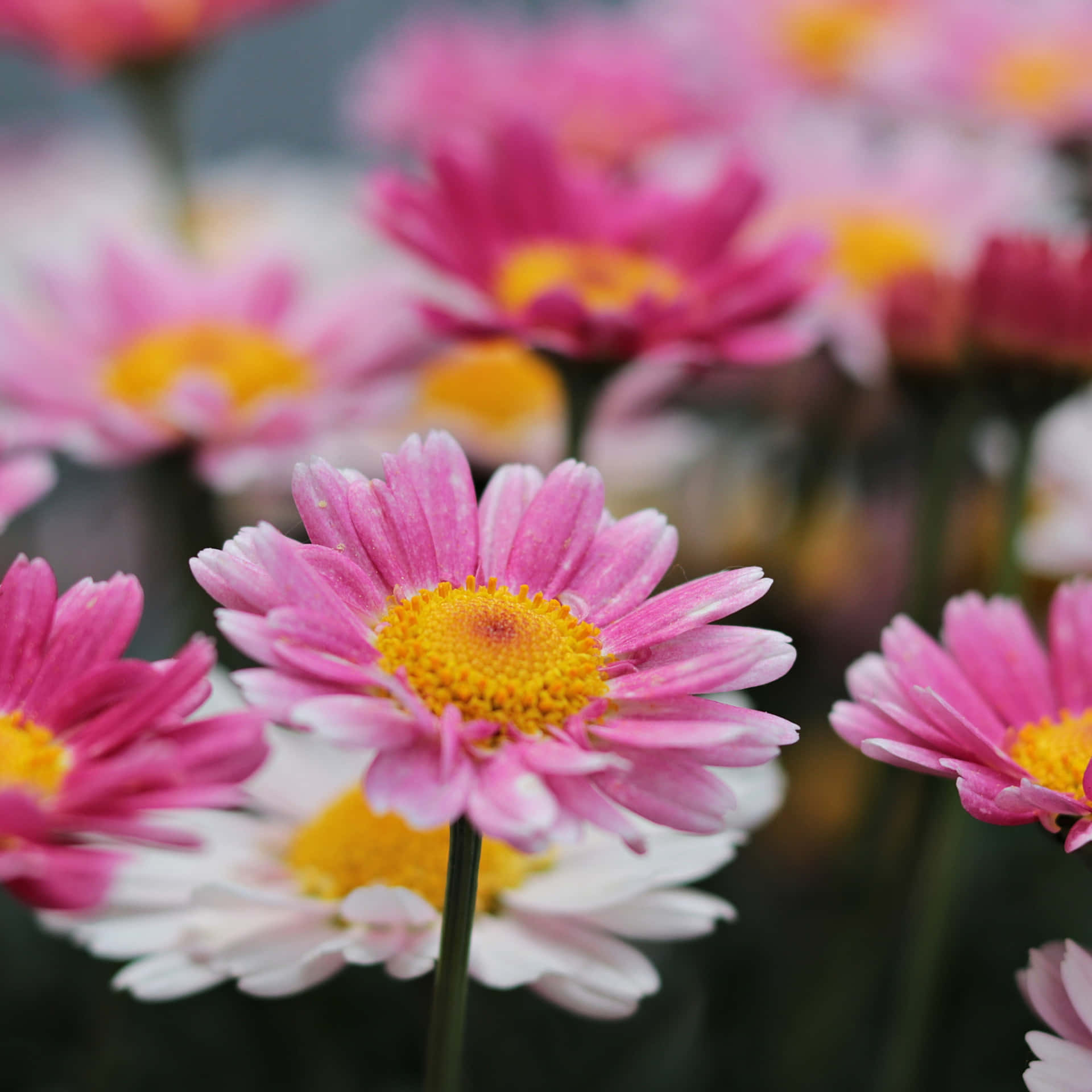 Roze Bloemen Esthetiek Achtergrond