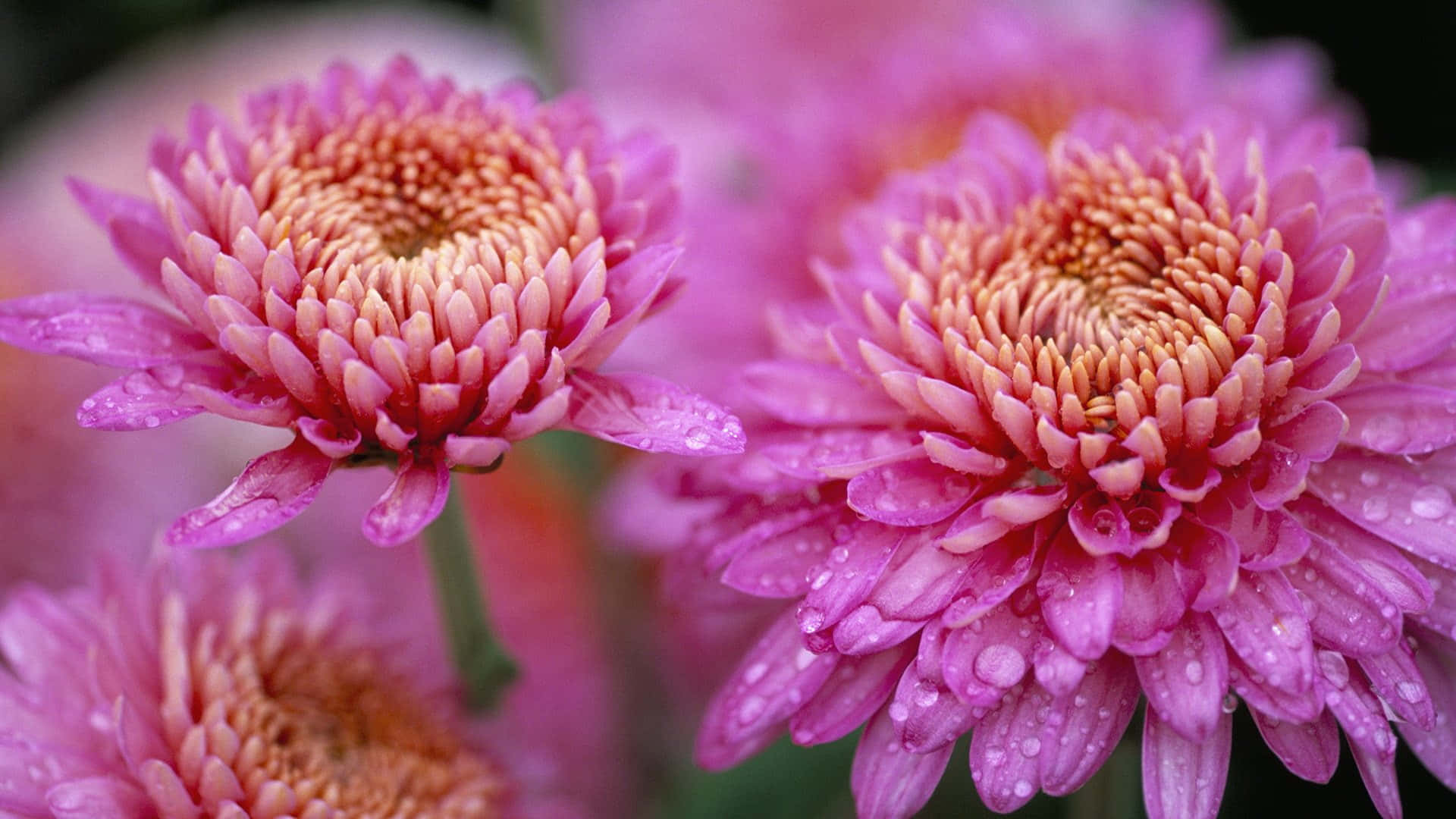 Roze Chrysanten Achtergrond