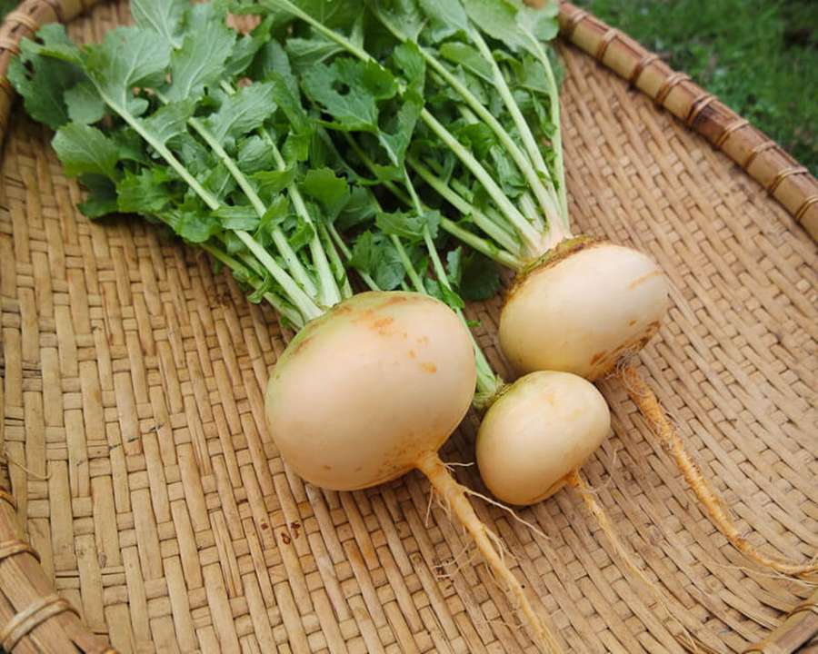 Frische Radieschen mit grünen Spitzen auf einem geflochtenen Bambustablett. — Rübe Wallpaper