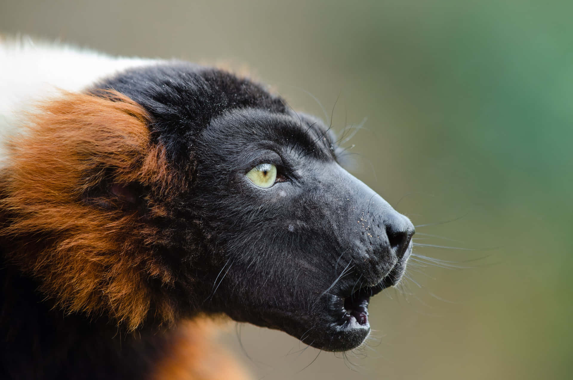 Ruffed Lemur Achtergrond