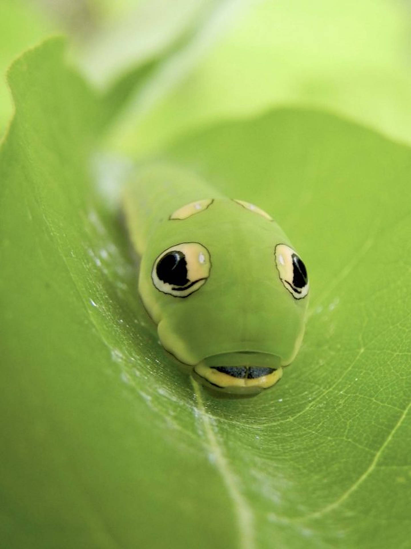 Rups Insect Achtergrond